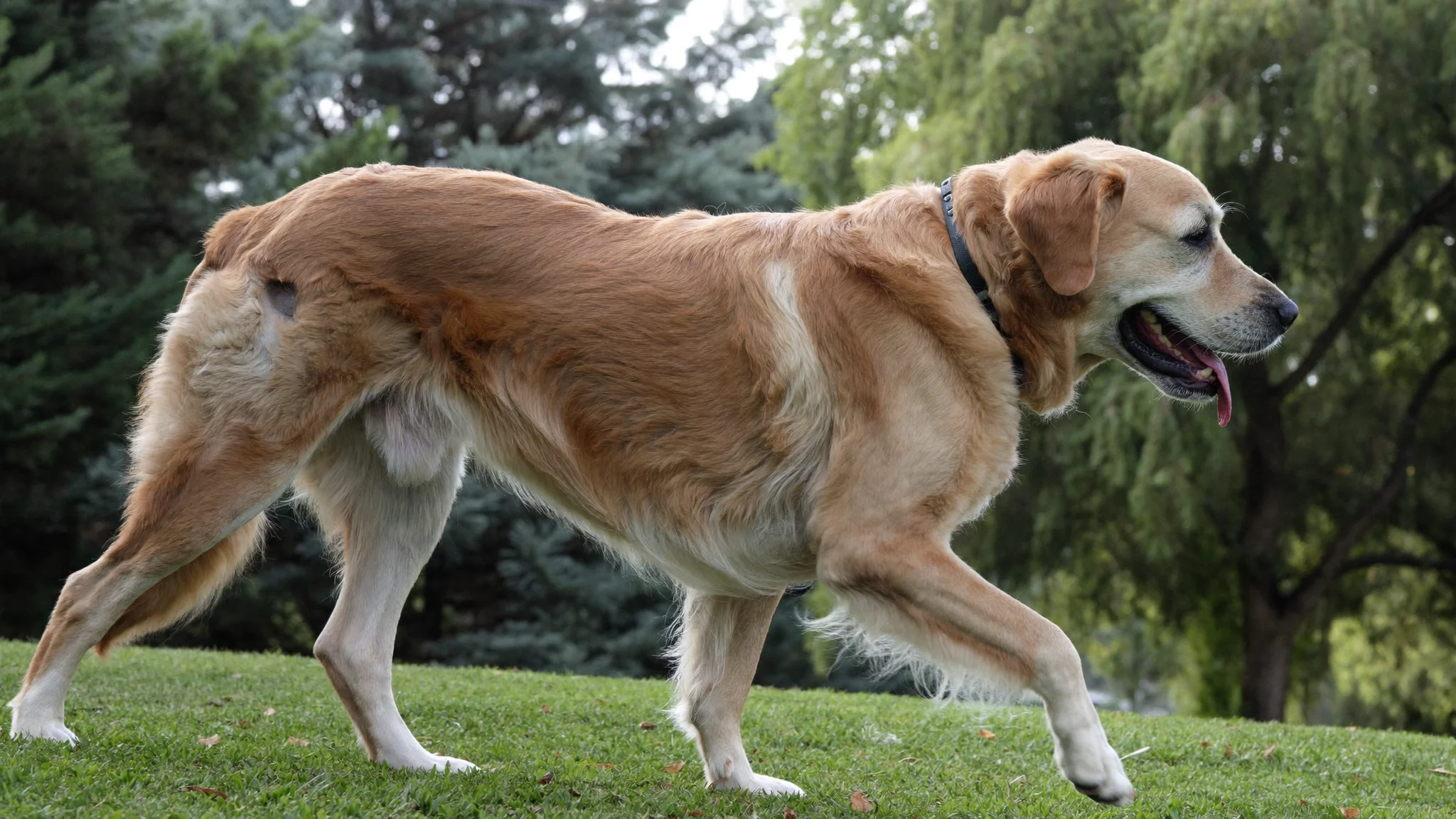 Golden Retriever Er hinkt schon wieder